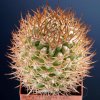 Pyrrhocactus_bulbocalix